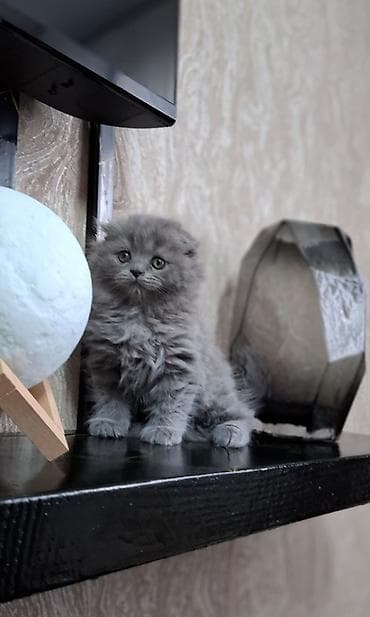купить кошку в бишкеке: Шотландские вислоухие котята, окрас голубой (blue). - Плотная — 8