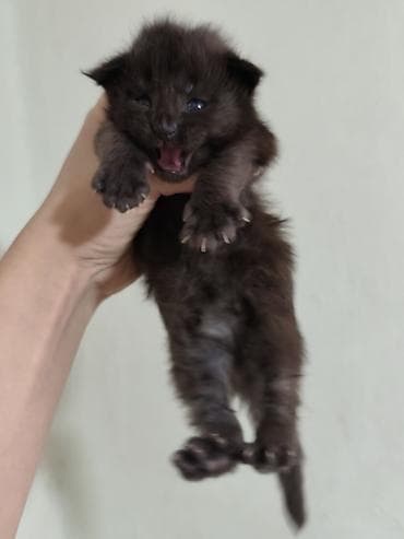 Животные: Предлагается шикарный мальчик мейкуна к предварительному — 3