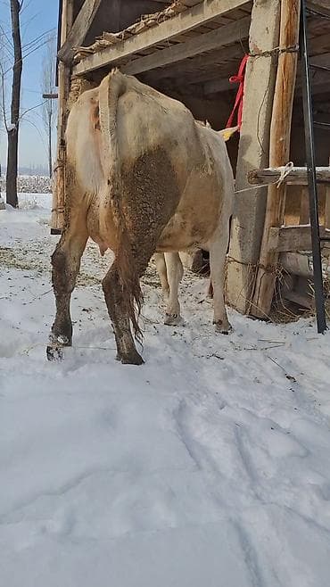 высокодойная корова: Продаю | Корова (самка) | Швицкая | Для молока | Искусственник — 4