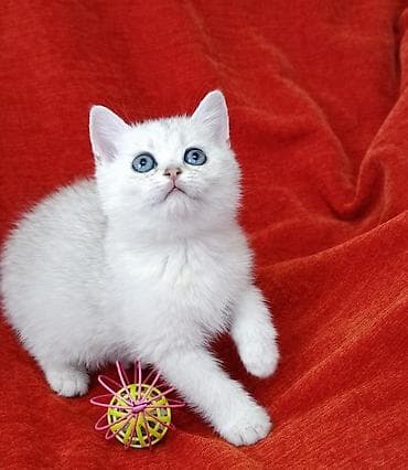 британский короткошерстный кот: Британский котёнок серебристый шиншилла (окрас silver shaded) - — 1