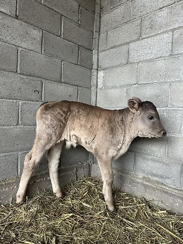 кошка сокулук: Сатам | Музоо | Бордоп семиртүү үчүн — 3