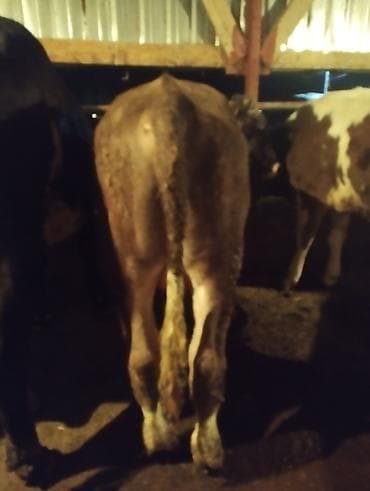 сары булун: Сатам | Бука (эркек) — 3