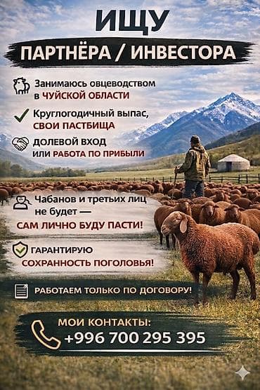 кыргыз недвижимости: Ищу партнёра/инвестора в проект по овцеводству в Чуйской области. Что — 1