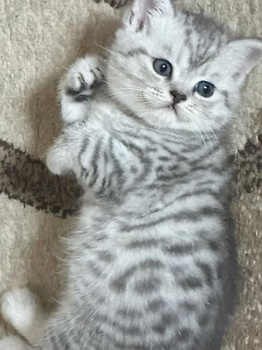 Продаётся шотландский котёнок ( мальчик ) скоттиш-страйт от породистых at lalafo.kg Продаётся шотландский котёнок ( мальчик ) скоттиш-страйт от породистых