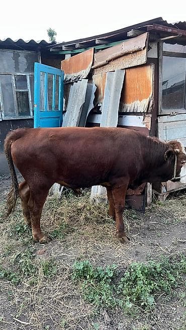 дойных коровы: Продаю | Бык (самец) | Симментальская | На забой — 2