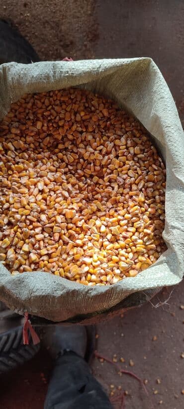 продаю в связи с переездом: Продаю сухую кукурузу в зёрнах сорт Пионерготовые уже затареные в — 3