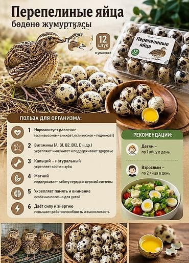 дамашный курица: Перепелиные яйца — 12 штук в упаковке. Особенности и польза: - — 1