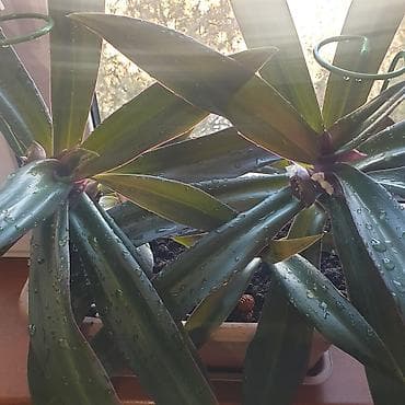 бизнем: Продаю: 1. цветок рео ( кошелек бизнесмена ) не прихотливый. Цветёт — 6