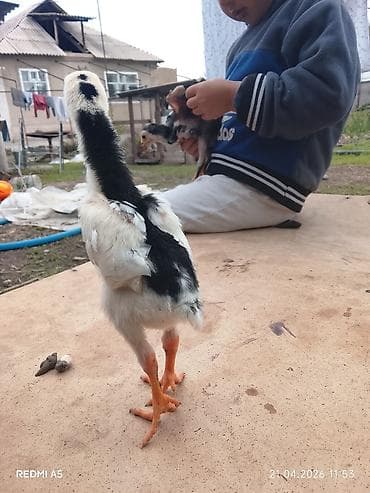 дакан цыпленок: Продаю | Цыплята | Бойцовая | Для разведения — 7