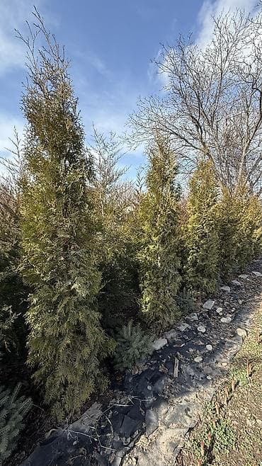 жылга сай арча бешик: Можжевельник коллоновидный - от 2х метров (4000 сом) Можжевельник — 8