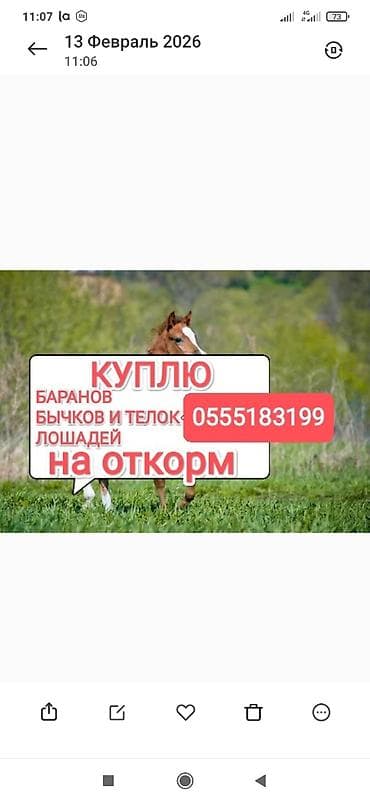 хомяк с клеткой: Колбасный цех : Коровы, быки, Лошади, кони, | Круглосуточно, Любое состояние, Забитый — 1