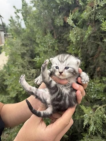 бурма кошка: Британский Котёнок с серебристо-чёрным мраморным окрасом (tabby) — 4