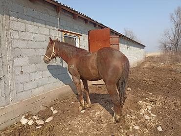 Баран, овца: Продаю | Жеребец — 2