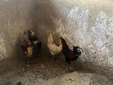 шатланская вислоухая кошка: Продаю | Петух | Для разведения — 2