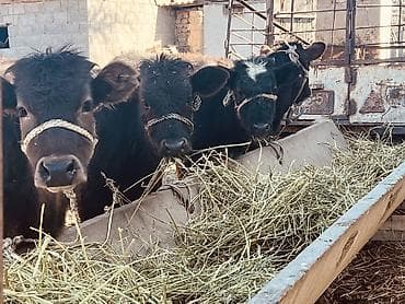 собаки сколько стоит: Продаю | Музоо, торпок | Ангус, Швицкая | На откорм — 6