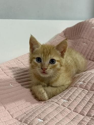 Котенок мальчик 3 мес