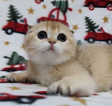 Скотиш Фолд (Шотландская вислоухая), 3 месяца, Девочка, Золотая шиншилла