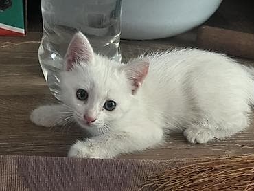 котята милые: 2 месяца, Девочка, Белый, Приучена к лотку — 2