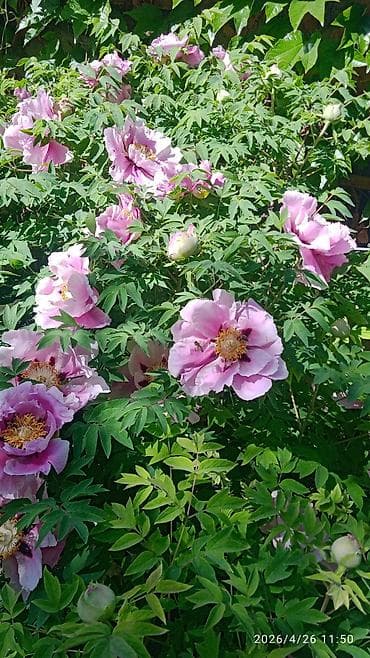 черный принц цветок: Пион древовидный (Paeonia suffruticosa), сорт с крупными — 1