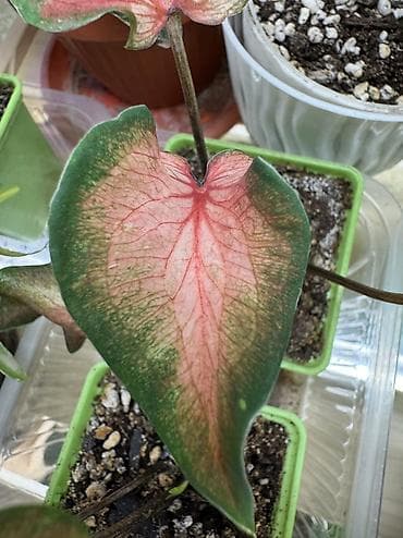 чёрный принц: В продаже КАЛАДИУМЫ 1. Сорт “Carolyn Whorton” очень красивый кустик с — 3