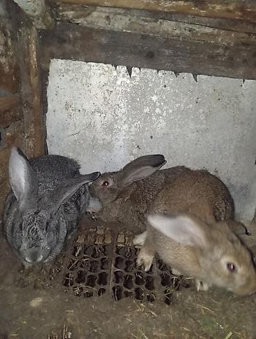 ат жаныбар: Сатам | Ургаачы коен | Күрөң коен | Көбөйтүү үчүн | Асыл тукумдуу — 3