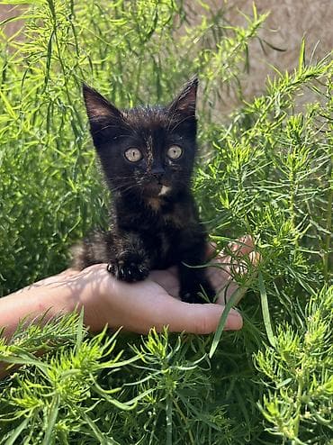 усыпление животных бишкек: Отдам котёнка в хорошие руки. 🐾 Котёнок черепахового окраса. Девочка — 1