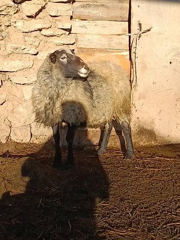 Продаю | Баран (самец) | Романовская | Для разведения