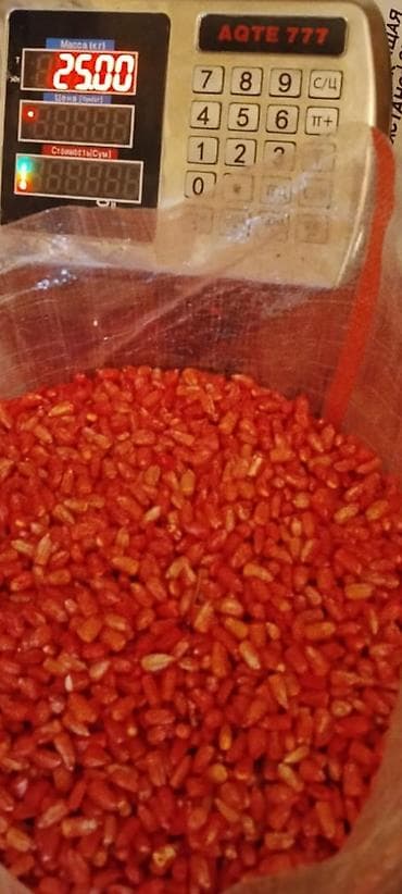 где можно купить ячмень: 🌽 Ала Тоо F1 жүгөрү – негизги мүнөздөмөлөрү 📌 Багыты: Дан (зерно) — 3