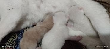 Кошки: Рыжие котята, новорождённые. Окрас — тёплый абрикосовый/рыжий с — 4