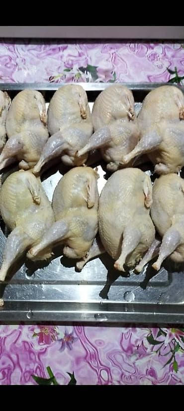 А/ч жаныбарлары үчүн тоюттар: Продаю суточных перепелят Техас под заказ. продаю яйцо — 6