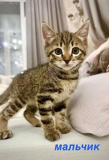 купить кошку в бишкеке: Домашние котята, 1,5 месяца, ищут любящие семьи. Лоток освоен, едят — 4