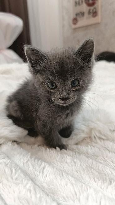 1 месяц, Мальчик