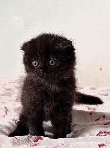 цена шотландской вислоухой кошки: Скотиш Фолд (Шотландская вислоухая), 2 месяца, Мальчик, Черный, Метис, Приучена к лотку, Проглистована — 4