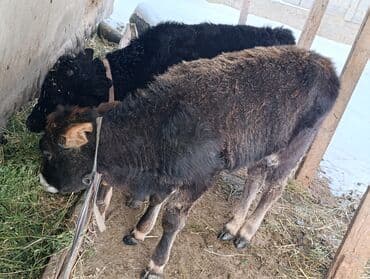 Продаю | Тёлка, Музоо, торпок | Для разведения