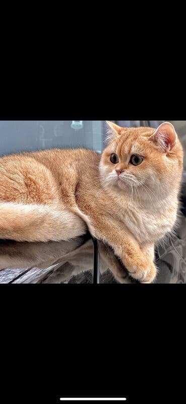 коты в оше: Продаются котята породы Британцы (не шотландские ). В отличие от — 2