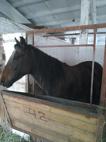 жалал абад одежда: Көчмө банкеттер | Касапчы — 1