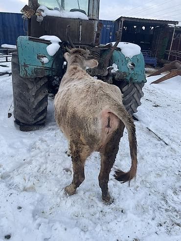 кукуруза бишкек: Продаю | Тёлка — 1