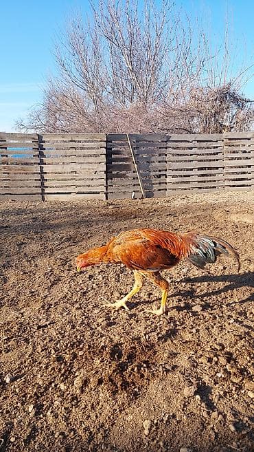 куры пушкинские: Продаю | Петух, Цыплята | Бойцовая, Дакан | Для боев, Для разведения — 3