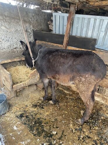 Отдам за 1 мешок корма