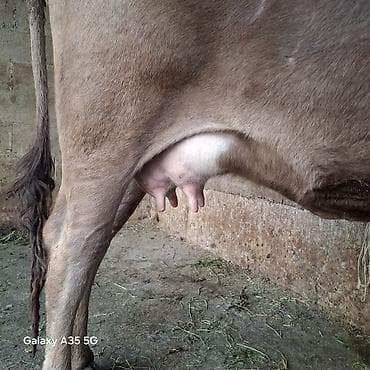 ит мышык: Сатам | Уй (ургаачы) | Швиц | Сүт алуу үчүн | Байланган — 2