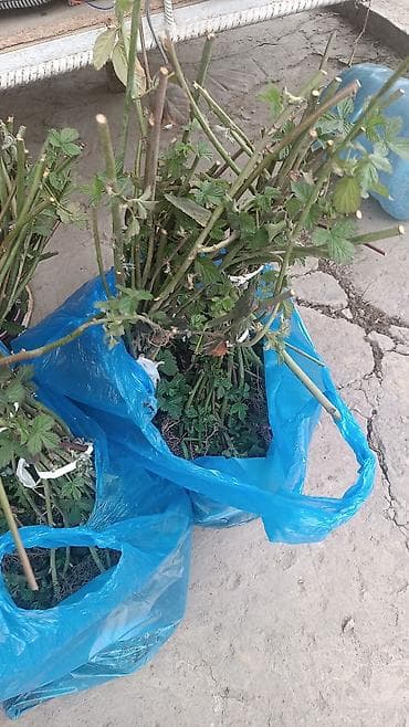 ложка для мороженного: Ежемалина Лохтей
ежемалина Лохнес — 1