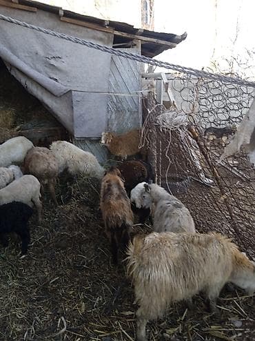 ечки кой: Продаю | Ягненок | Полукровка | Для разведения — 2