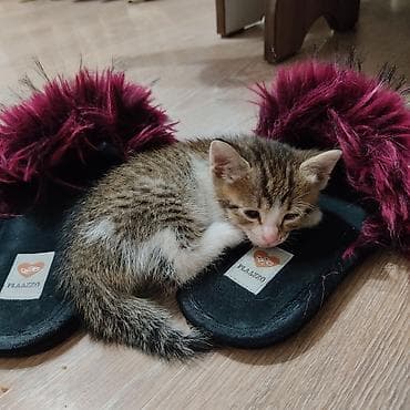Отдам даром кошку: 1 месяц, Мальчик, Приучена к лотку — 1