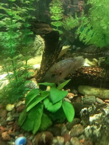 в связи с переездом отдам попугая жако в добрые руки: Аквариумная рыба — цихлида (похожая на гемихромиса/джуэл-циклиду) — 2