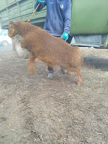 лабрадор голден ретривер купить: Продаю | Ягненок, Баран (самец) | Арашан | Для разведения — 6