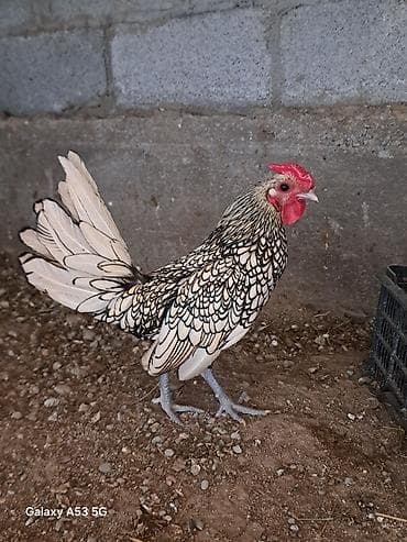 кролик бишкек: Пара Сибрайты яйца несут — 2