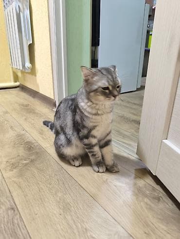 Скотиш Фолд (Шотландская вислоухая), 5 месяцев, Мальчик — 5