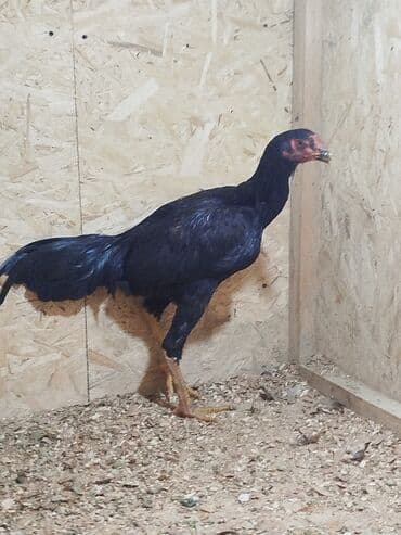 домик для кролика: Продаю | Куры — 3