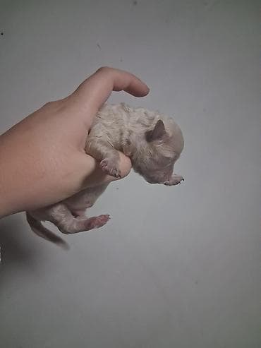 карлики кур: Пудель, 1 месяц, Самка — 1