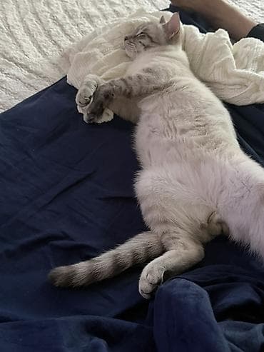 сколько стоят лысые кошки: Отдаем бесплатно кота в добрые руки, отдаем из за того что у ребенка — 2